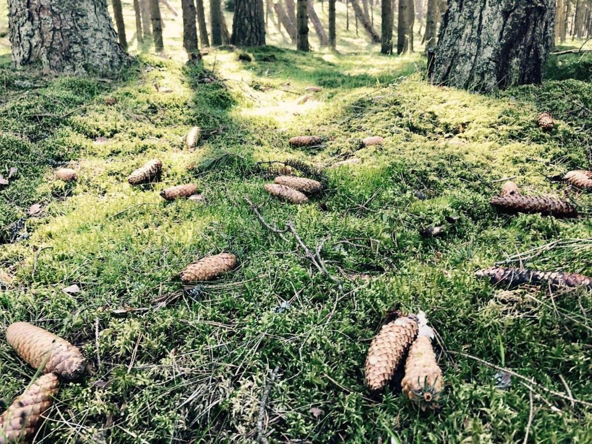 Apartments Isle Of Pinecones 奈达 外观 照片